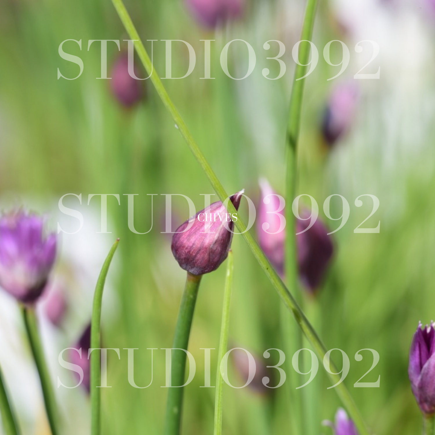 Flora and Fauna