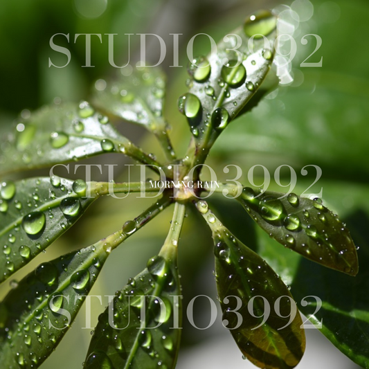 Morning Rain