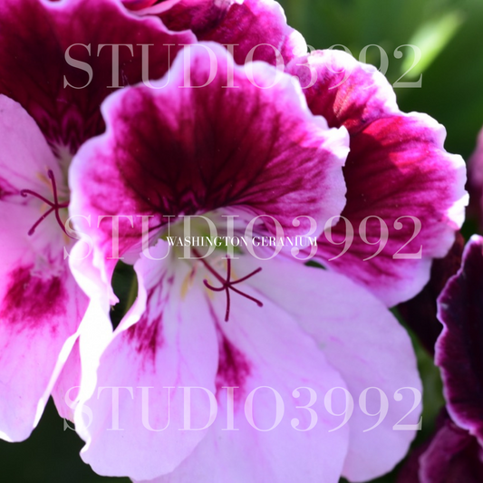 Washington Geranium